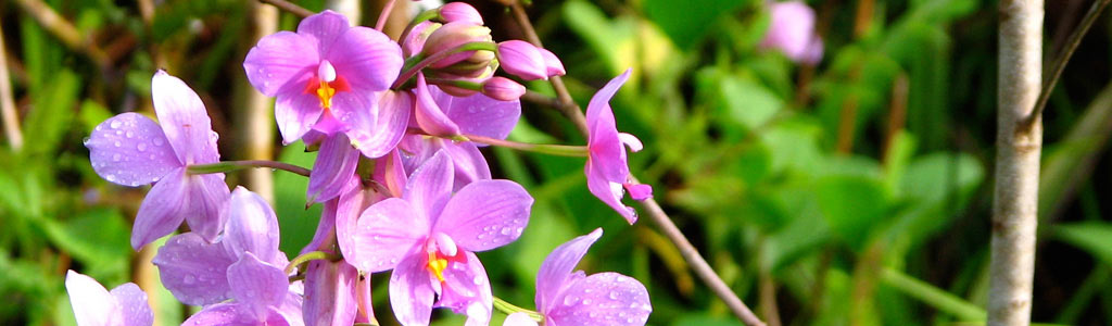 Banner orchids