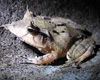 Go to the frogs image gallery