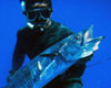 Go to the spearfishing image gallery