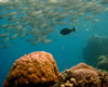 underwater image gallery